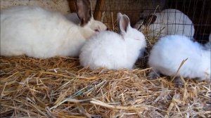 Калифорнийские кролики, California rabbits