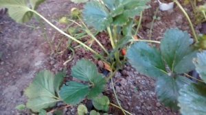 Клубника Монтерей