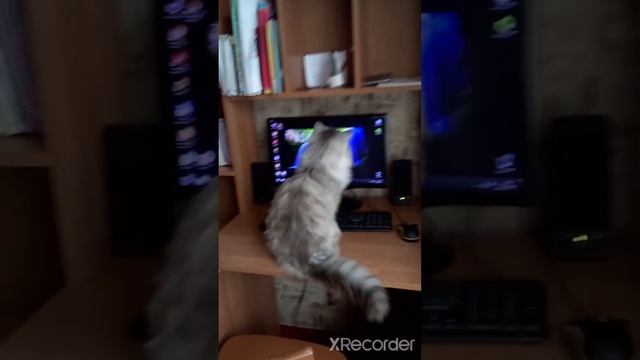 Кот за компьютером ?