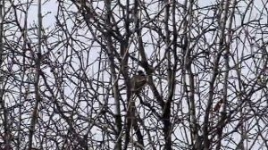 Синичка и её песня :)