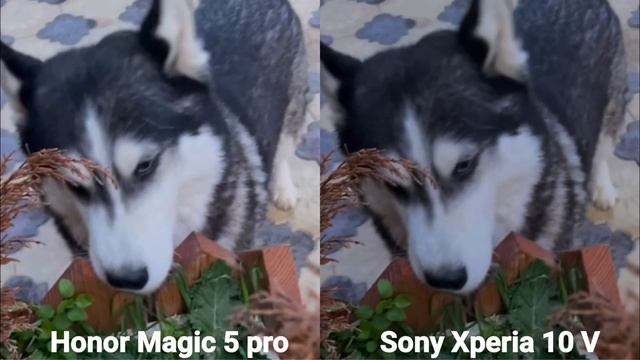 Honor Magic 5 pro VS Sony Xperia 10v camera test