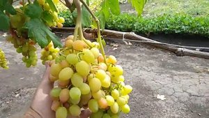 Виноград РозаЛинда 11.08.2020.