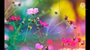 Дагир Магомедов - мени Анам (Мама)