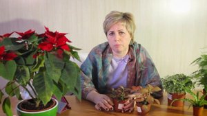 Фиттония - уход и полезные советы.