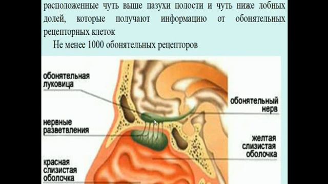 Общая психология. Лекция 6. Ощущение и восприятие. Часть 2. Лобасюк Б.А.