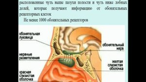 Общая психология. Лекция 6. Ощущение и восприятие. Часть 2. Лобасюк Б.А.