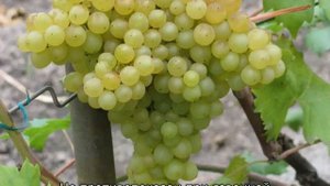 Виноград Кишмиш