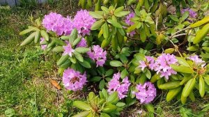 Пион Лемон Шиффон и рододендрон Розеум Элеганс. Печали и радости...