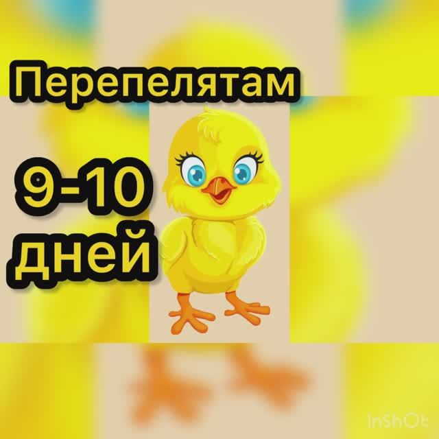 Перепелятам 9-10 дней