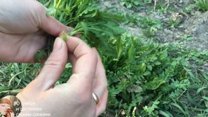 ХМЕЛЬ МОЖНО КУШАТЬ ! Побеги хмеля с соевым соусом и салат с побегами хмеля