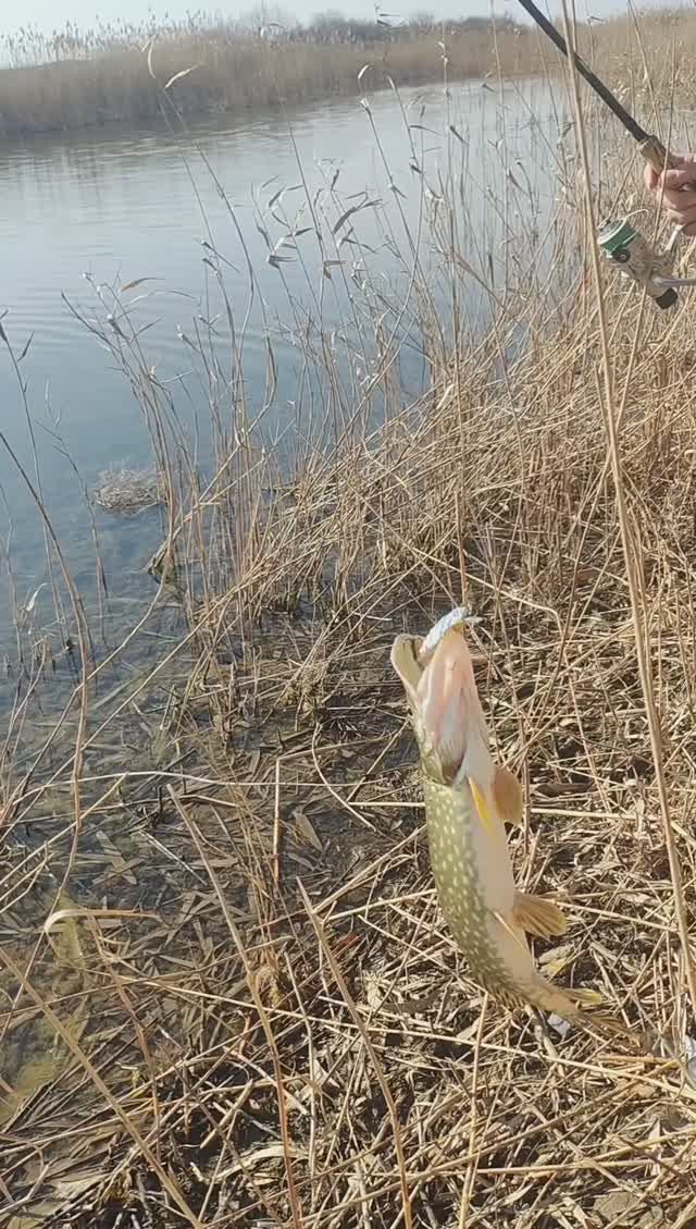 ДА ЩУКИ ПРОСТО МОРЕ?