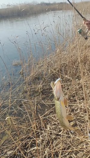 ДА ЩУКИ ПРОСТО МОРЕ?