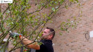 Формируем зонт из Ирги Канадской