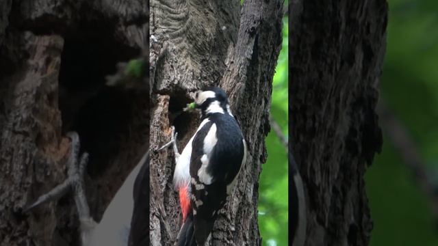 Большой пестрый дятел кормит птенцов в гнезде в парке Кусково смотреть онлайн