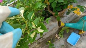 Bougainvillea Plants Care in April || Care For- अगर फूल खिलके ख़तम हुआ है या फिर फूलों से भरा है