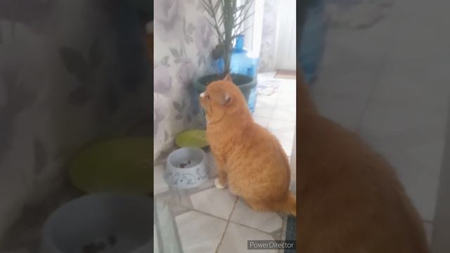 концерт//готовим//богомол//(8 месяцев назад)