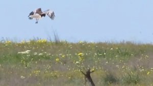 Заяц прыгает