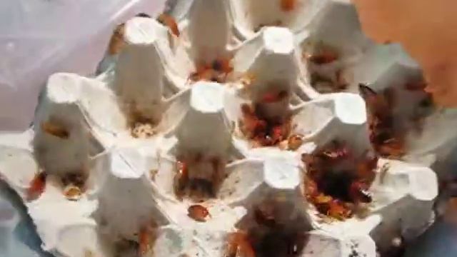 Туркменский таракан, бокс 8л смотреть онлайн