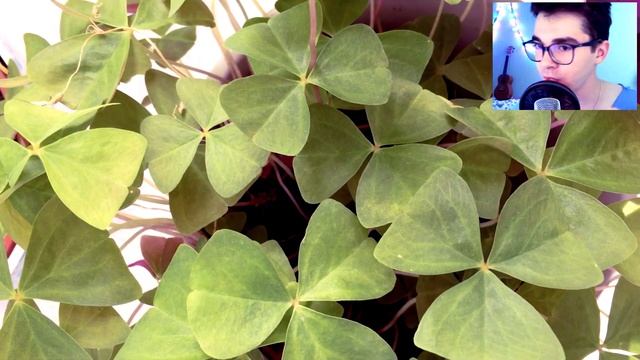 ЦВЕТЫ НА ПОДОКОННИКЕ смотреть онлайн