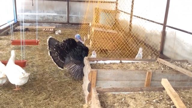 Кого же топчет наш индюк? Смотреть до конца