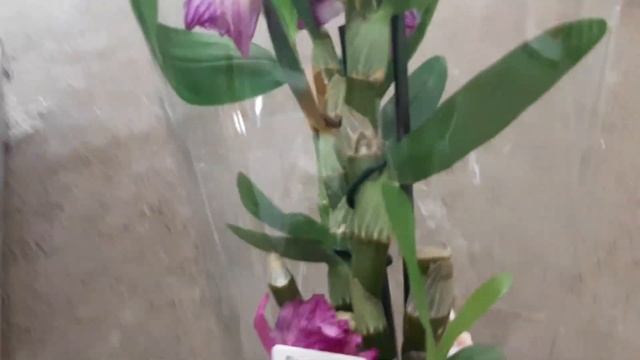 Заманчивая цена на орхидеи на цветочной базе Мир Цветов г. Ставрополь. смотреть онлайн