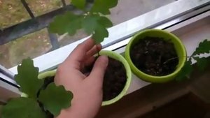 Дуб черешчатый