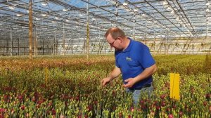 Floralis Lisianthus - A heart-warming family business