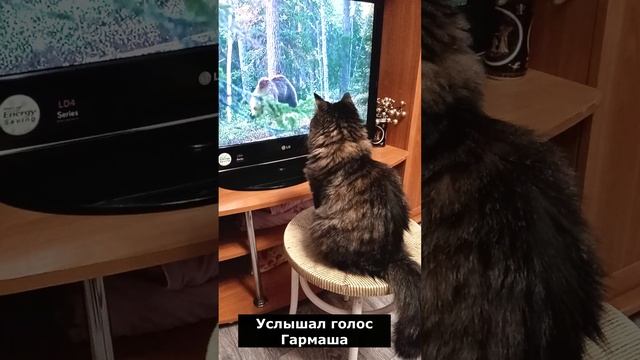 Кот смотрит телевизор