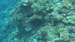 DAHAB, TROPITEL OASIS, rafa koralowa, coral reef, bariera corallo