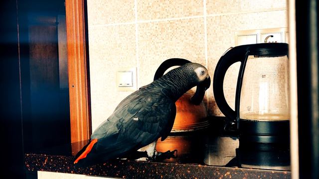 ✅ РАЗГОВОРЫ ПО ДУШАМ С ЧАЙНИКОМ 🤣 Я СМЕЯЛСЯ ДО СЛЁЗ 😱 РЕАКЦИЯ НА НОВЫЙ ПРЕДМЕТ 🐦ЖАКО ПЕТРУНЯ смотреть онлайн