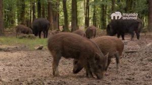 O JAVALI NÃO SABIA QUE O CAVALO IRIA FAZER ISSO