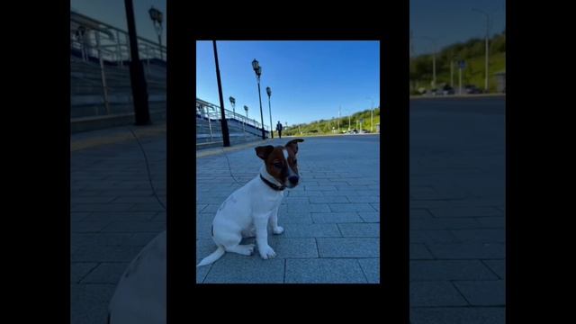 Кенни (наша собака) :) смотреть онлайн