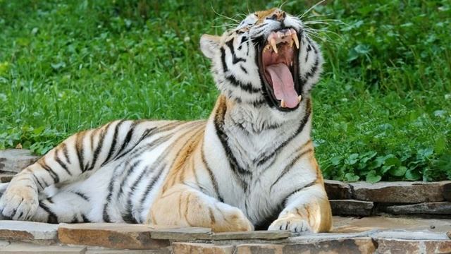 Н. Тэффи "Когда я была ребенком" смотреть онлайн