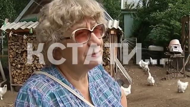 Куры в черном - китайские чернокожие курицы завелись в Городецком районе смотреть онлайн