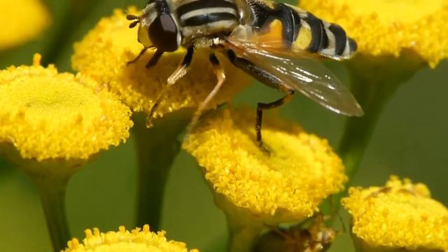 Grosse Sumpfschwebfliege (Helophilus trivittatus) смотреть онлайн