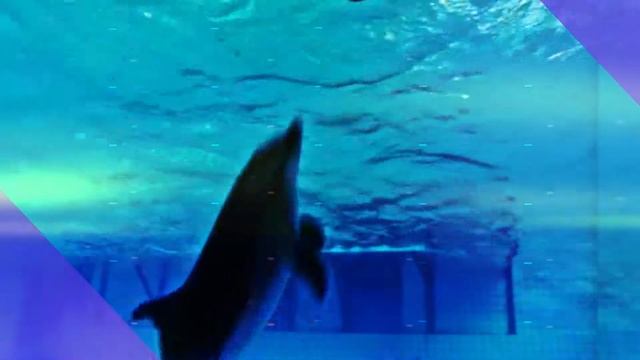 Подарим эмоции вместе! 8 Марта в Набережночелнинском дельфинарии смотреть онлайн