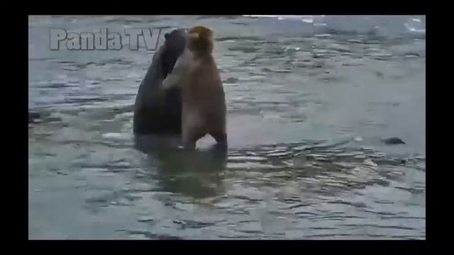 медведи у реки смотреть онлайн