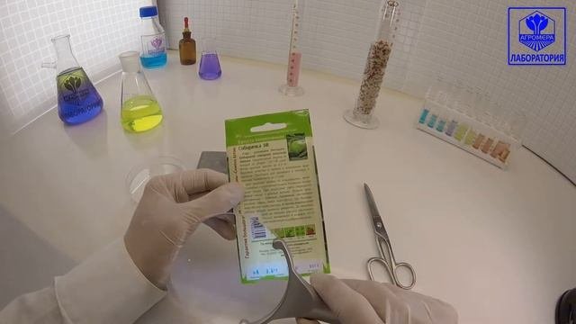 Капуста белокочанная Сибирячка 60. СеменаАлтая