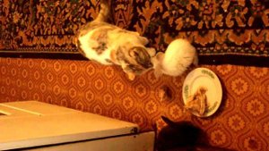 Кролики едят мясо часть 2