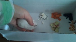 Что больше любят хомики кушать