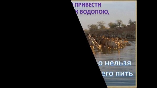 верблюд 2017 смотреть онлайн