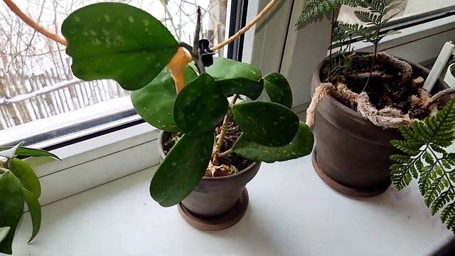 комнатные растения//коллекция хой//plantvlog//