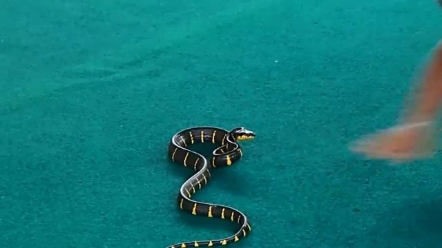 Укротитель змей смотреть онлайн