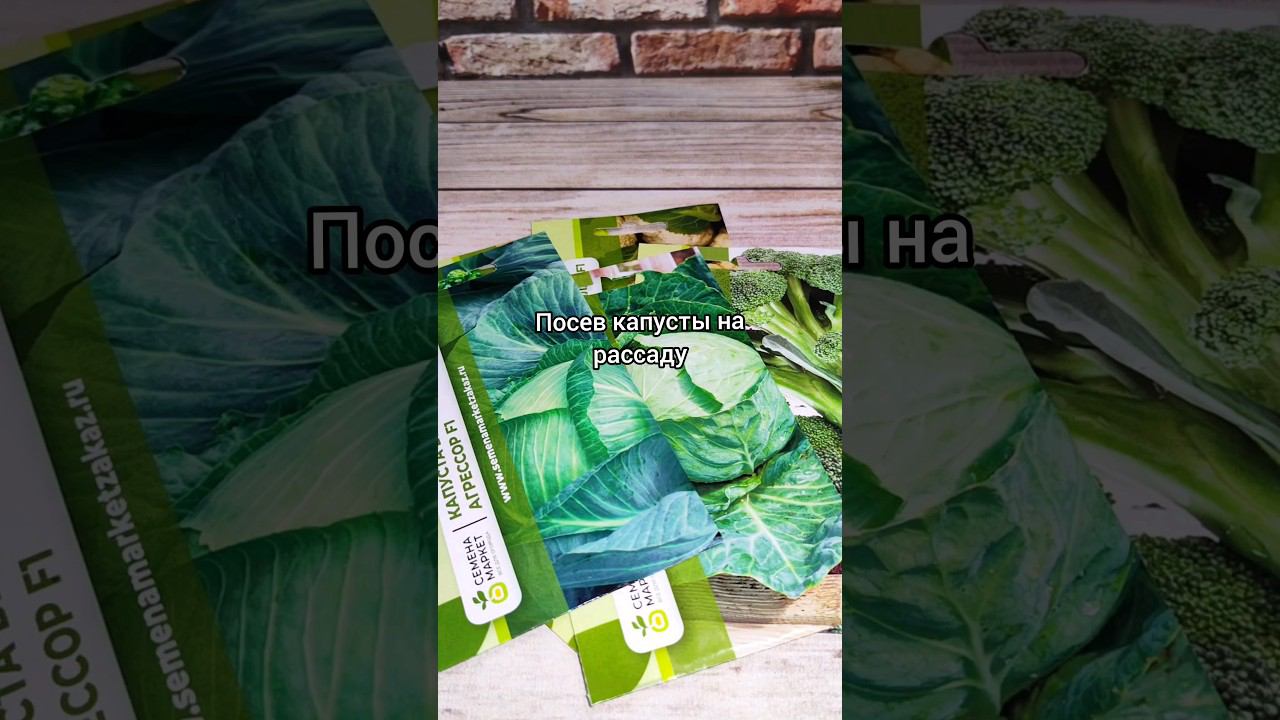А вы посеяли капусту?  #капуста#посев#рассада#семена #семенамаркет #хештег