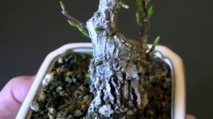 Бересклет японский