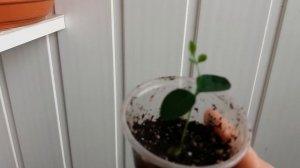 Уход за мурайей в домашних условиях