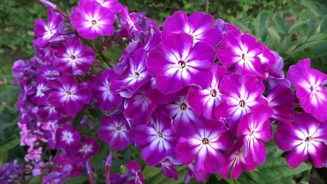 Флокс метельчатый Вен Шон Ден Шон (Phlox paniculata Wenn Schon Denn Schon). К.Foerster, 1931 г смотреть онлайн