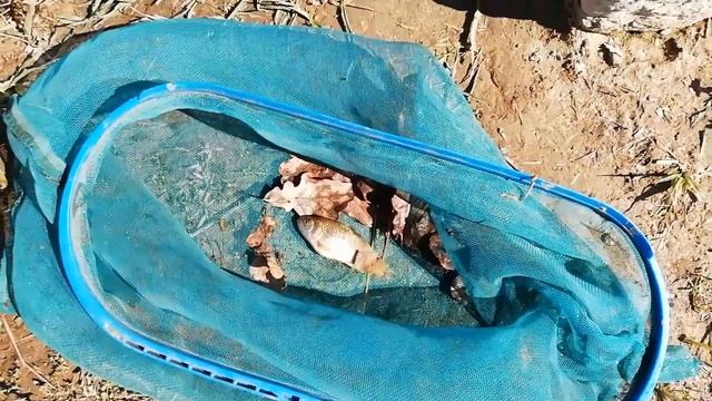 Пруд на даче. Болезни прудовых рыб. Сапролегниоз рыб. Выращивание рыбы. Свой пруд. Пруд на участке.