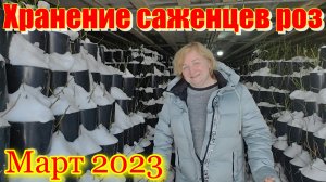 Хранение саженцев роз до поступления в продажу.