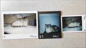 Сравнение камер INSTAX | Обзор с ФОТО Instax mini 8, Instax SQ6, Instax Wide 210